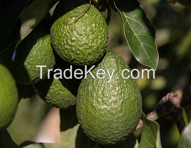 New Stock Fresh Avocado / Hass Avocado, Fuerte Avocado at affordable price