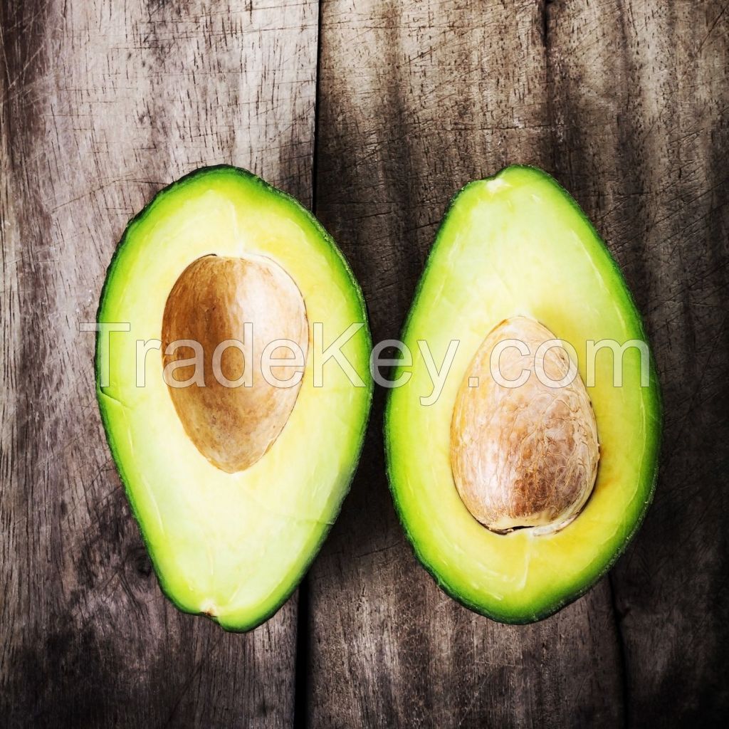 Fresh Avocado /Hass and Fuerte for sale worldwide