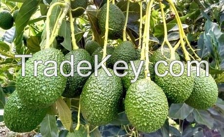 New Stock Fresh Avocado / Hass Avocado, Fuerte Avocado at affordable price