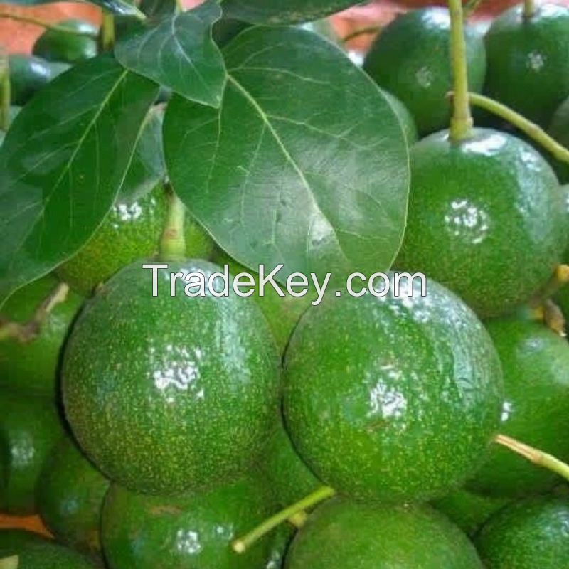 New Stock Fresh Avocado / Hass Avocado, Fuerte Avocado at affordable price