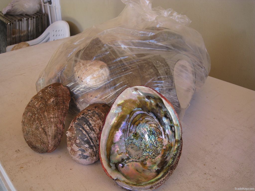 Abalone Shell