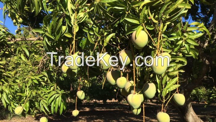 Organic Mangoes