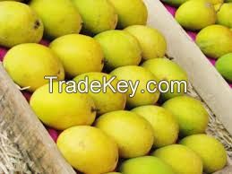 Organic Mangoes