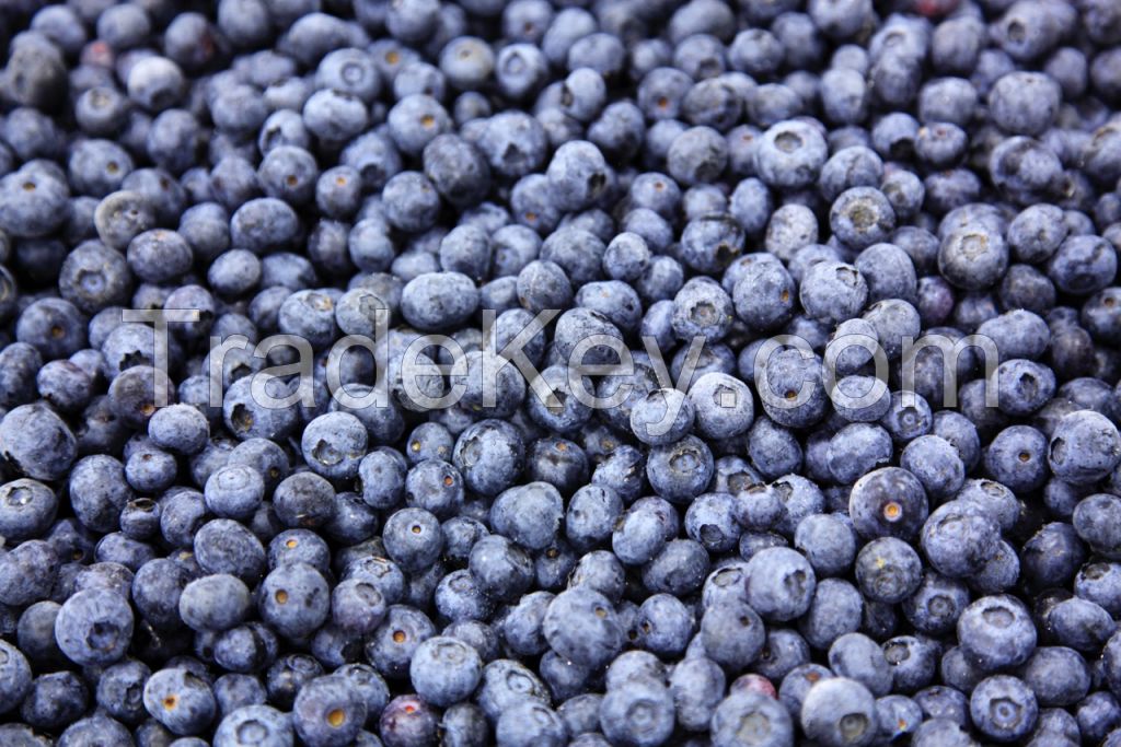 IQF Blueberry