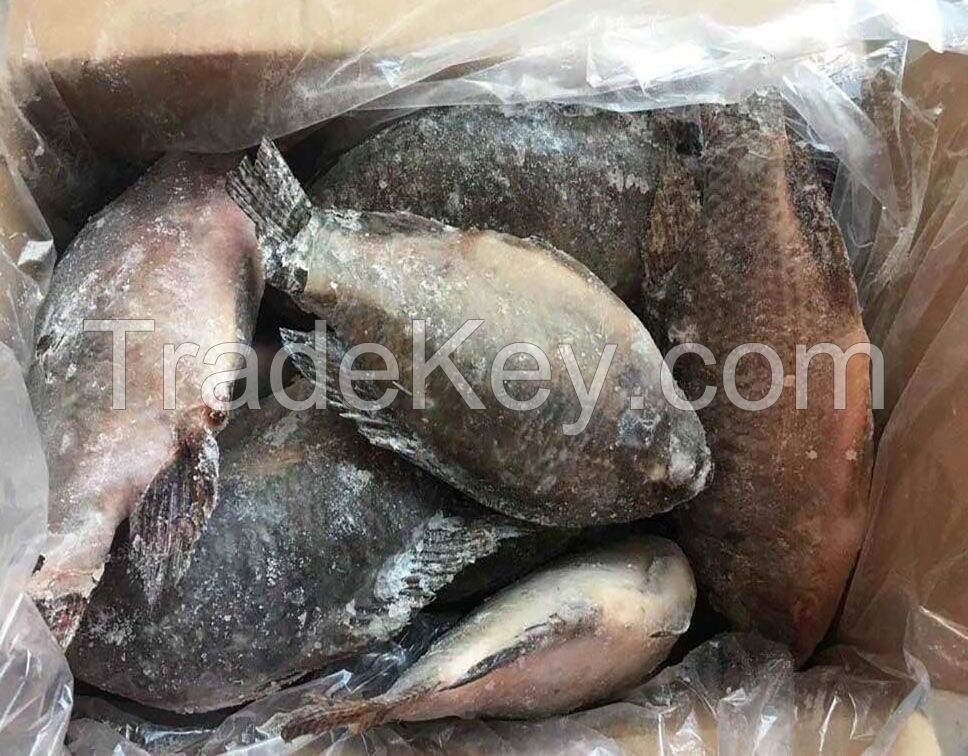 2017New Arrival Frozen Tilapia