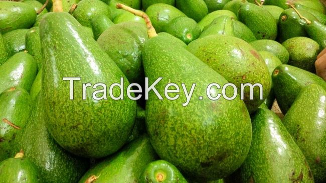 Fresh Avocado fruit from Vietnam