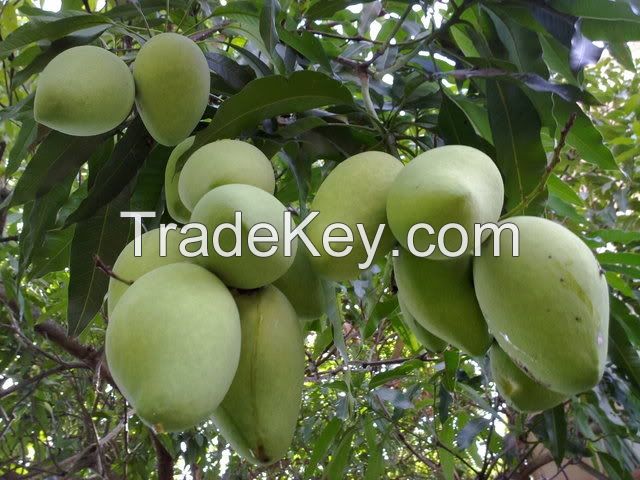 Fresh Mango from Viet Nam