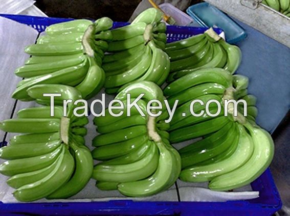 Fresh Banana from Viet Nam