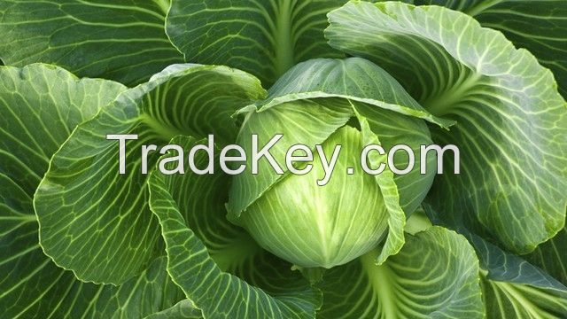 Fresh Cabbage From Viet Nam