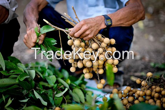 Fresh Longan fruit