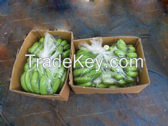 Fresh Banana from Viet Nam