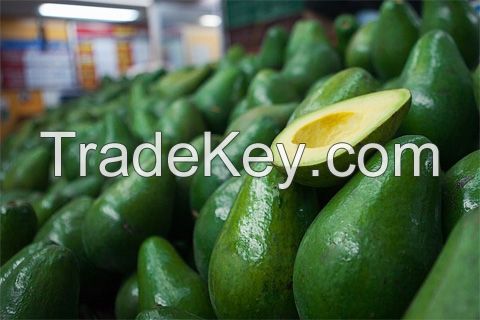 Fresh Avocado fruit from Vietnam