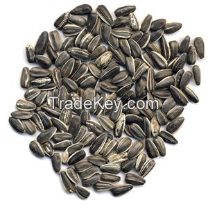 Sunflower Seeds 