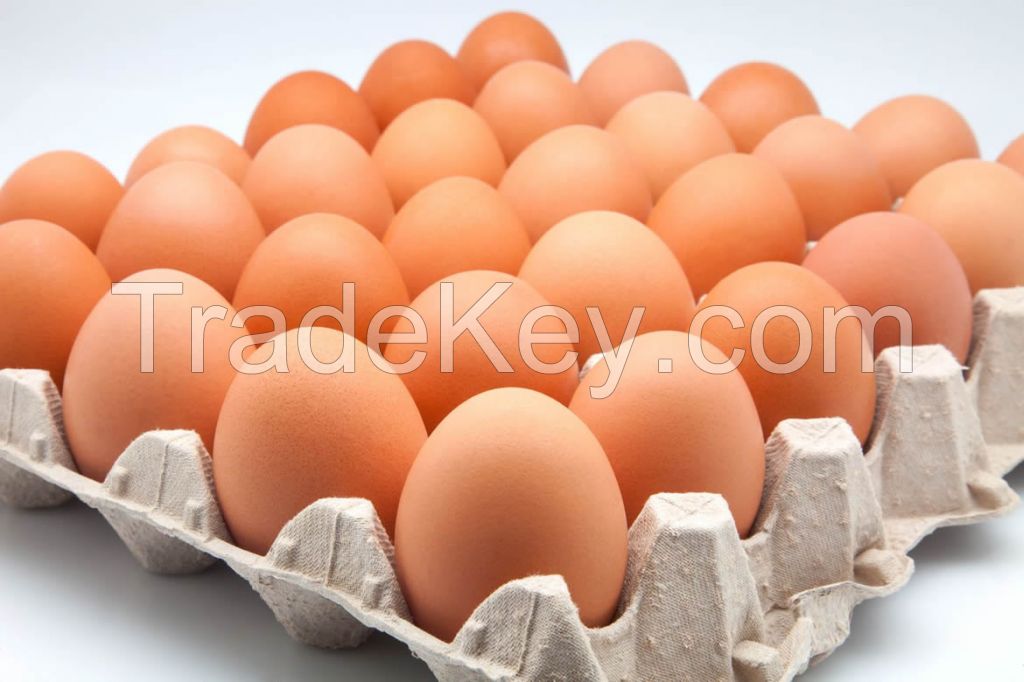 Fresh Table Eggs For sale