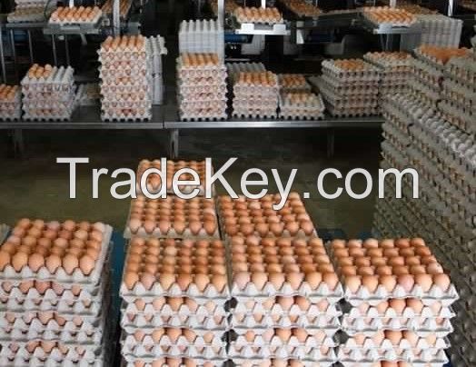 Fresh Healthy farm Eggs 