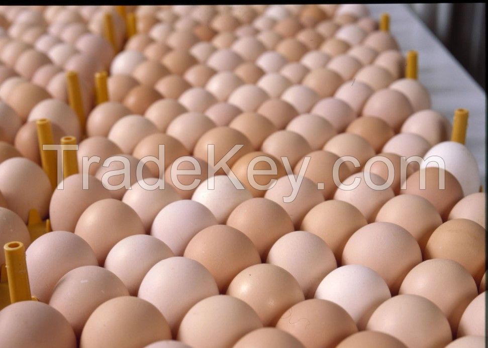 Fresh Healthy farm Eggs 