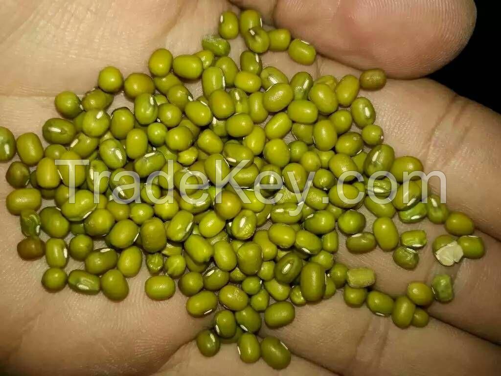 green mung bean