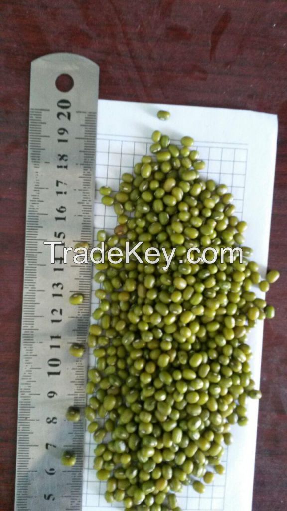 green mung bean