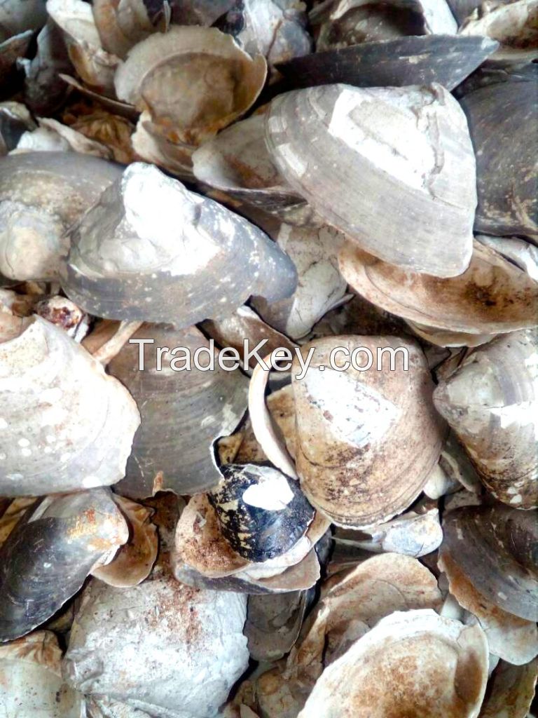 Dry Oyster Shell Extract