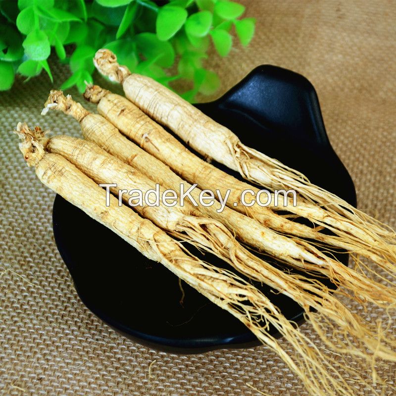 1005 Ren shen China Factory Supply Reasonable Ginseng Root Prices