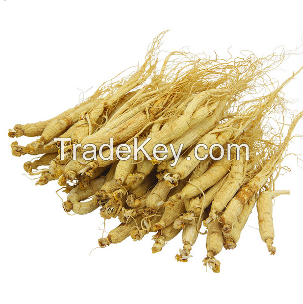 1005 Ren shen China Factory Supply Reasonable Ginseng Root Prices