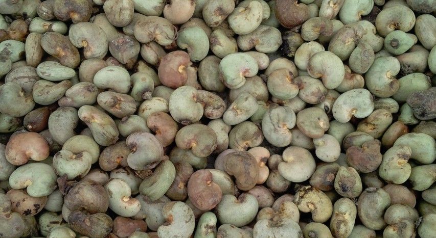 High Quality Raw Cashew Nuts For Sale 