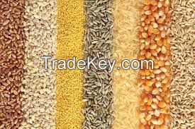 Grains