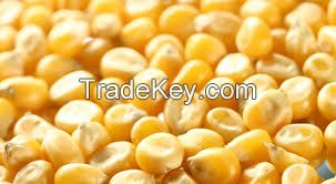 Yellow Maize