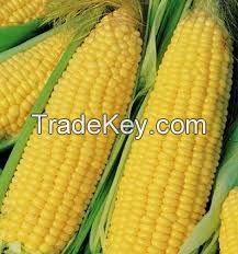 Corn