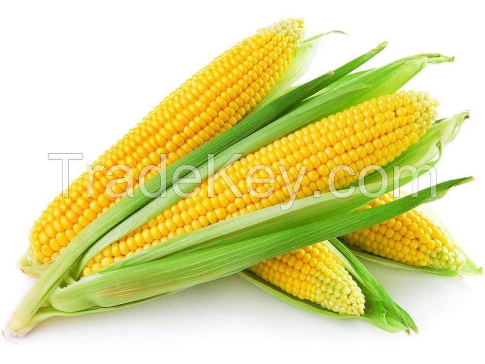 Yellow Corn & White Corn