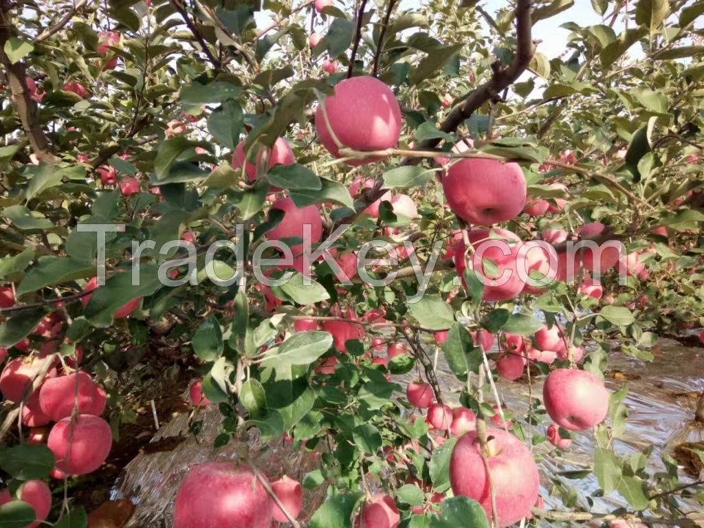 Fuji China apple supplier