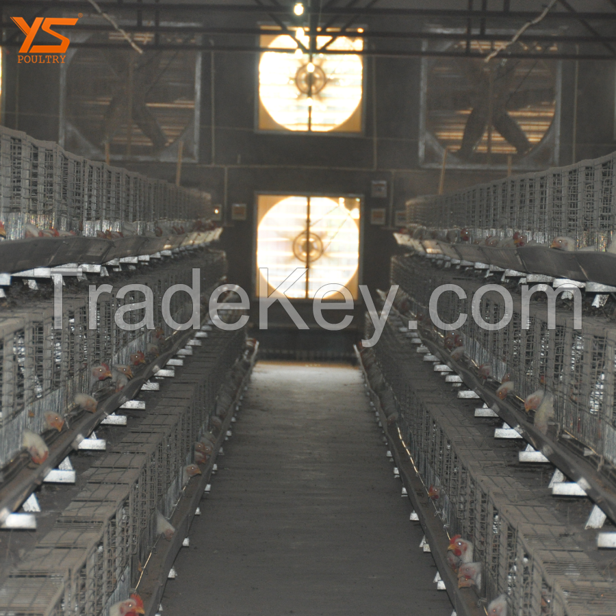 automated meat broiler chicken cages for sale