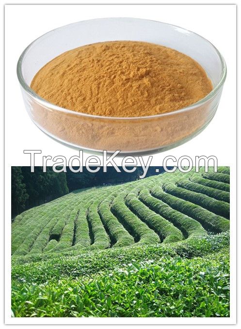 Natural Antioxidant Green Tea Extract Tea Polyphenol & EGCG