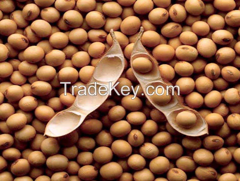 Soybean