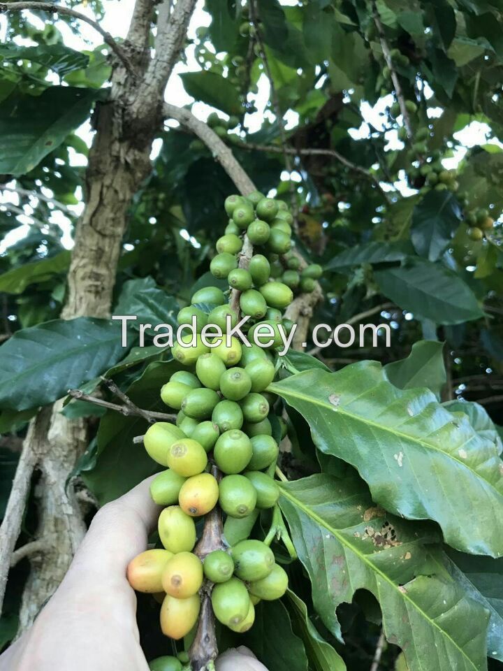 Green Coffee Beans