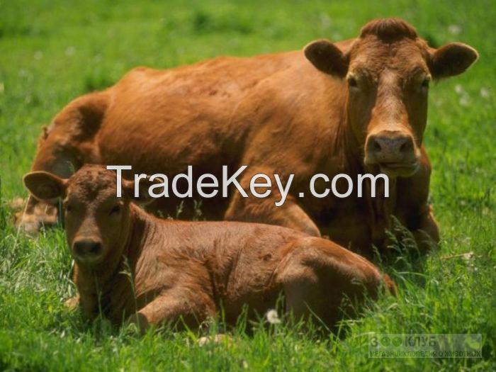 Livestock Cattle