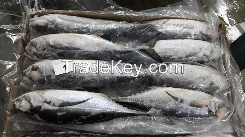 We Have Available Frozen  Mackerel Fish, Frozen Ribbon Fish, Hairtail Fish, Tilapia Fish, Sardine Fish, Tuna Fish, Shrimp,