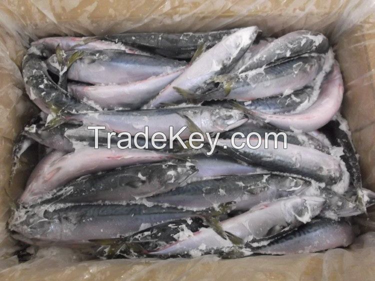 We Have Available Frozen  Mackerel Fish, Frozen Ribbon Fish, Hairtail Fish, Tilapia Fish, Sardine Fish, Tuna Fish, Shrimp,