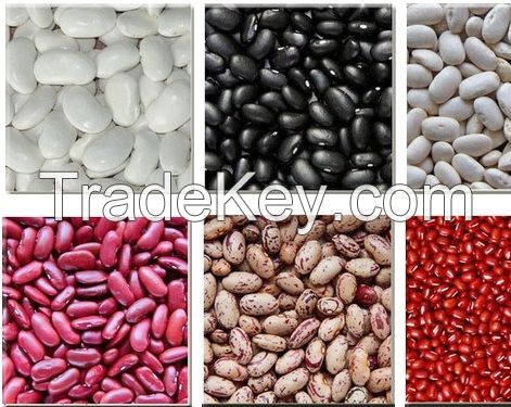 Best Quality Kidney beans, Black beans, Lentils, Chickpeas, Mung beans, Soybeans Available