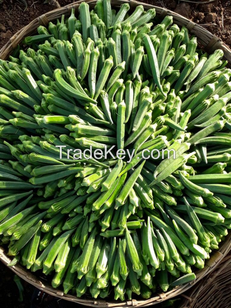 Okra (Okro) Seeds