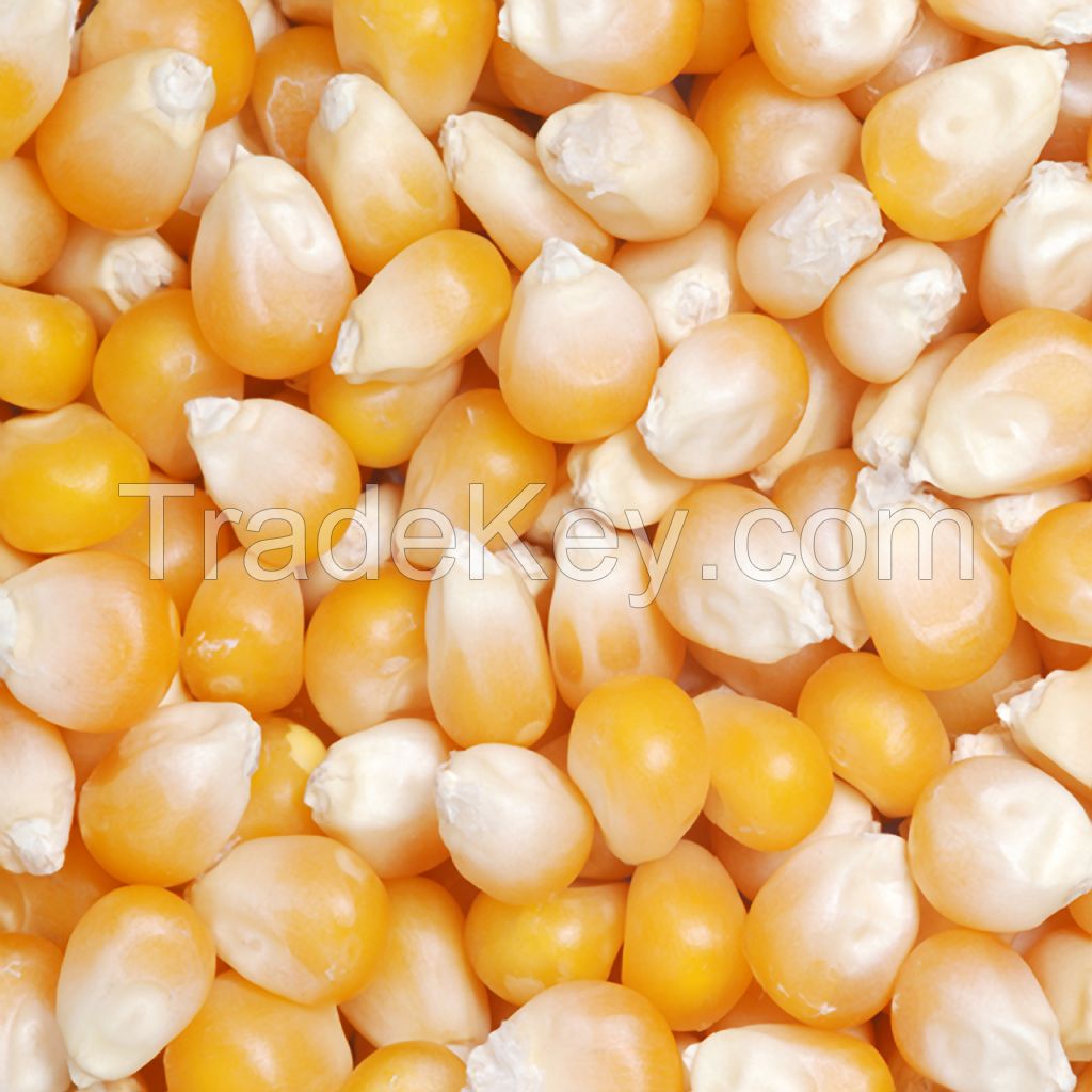 Yellow Popcorn NON-GMO 