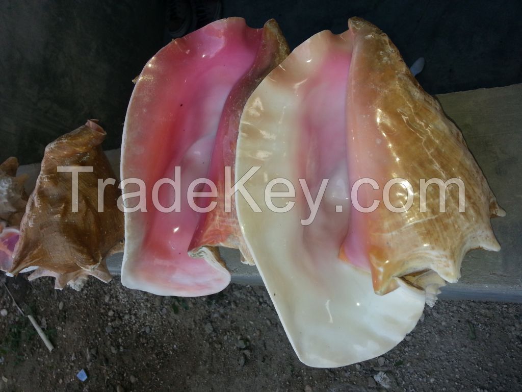 Queen conch shells