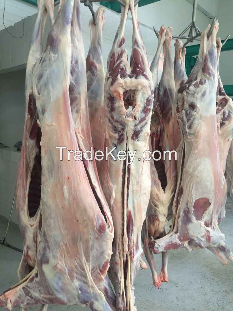 Fresh Lamb Carcass