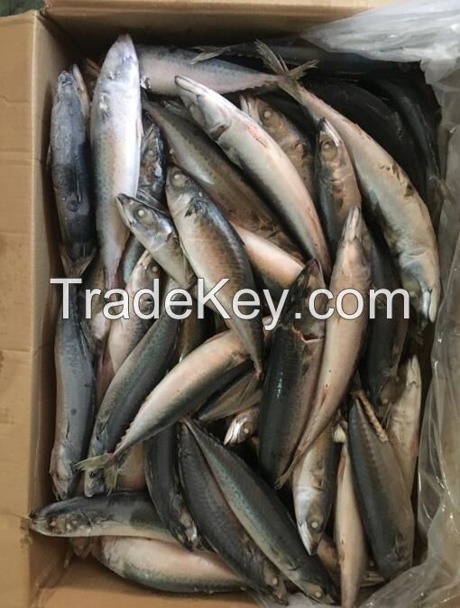 New Landing Pacific Frozen Goods Mackerel Fish Trade 15kg 200-300g/pc