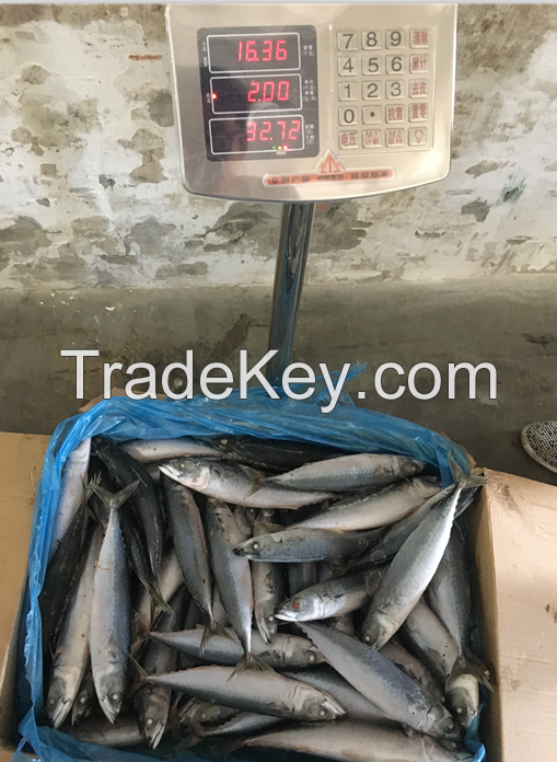 New Landing Pacific Frozen Goods Mackerel Fish Trade 15kg 200-300g/pc