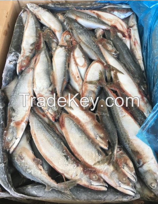 New Landing Pacific Frozen Goods Mackerel Fish Trade 15kg 200-300g/pc