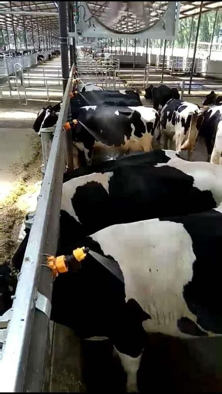 Cow spray cooling system/shower sprayer