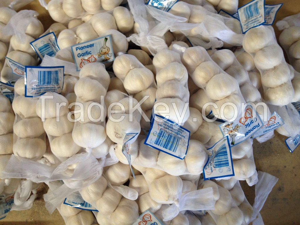 Natural Fresh 5cm Snow White Garlic 3p Small Packing In Carton Box