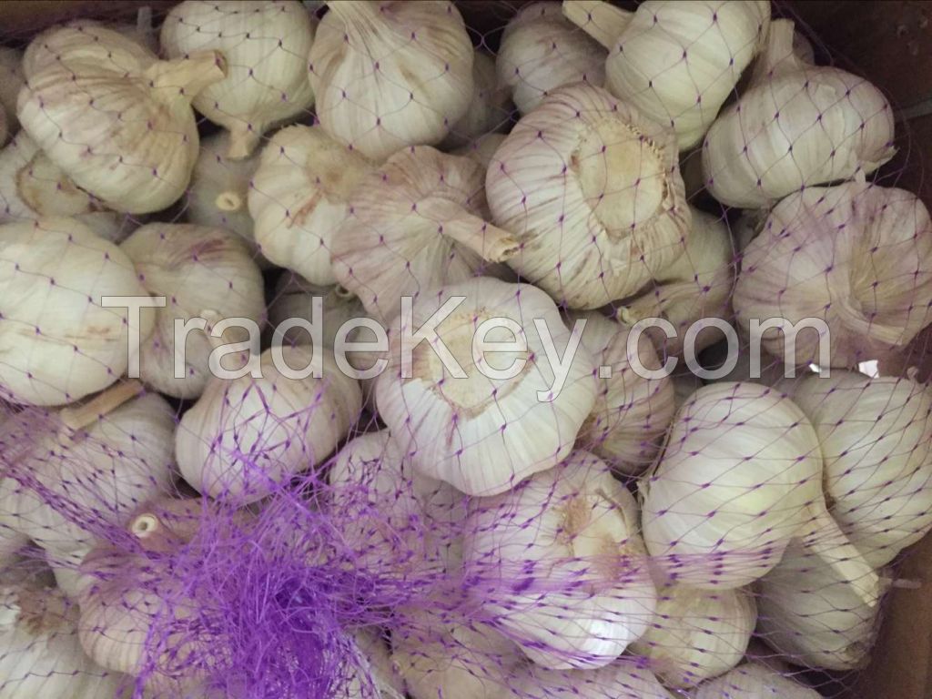 2017 New Crop 5cm Normal White Fresh Garlic 10kg Mesh Bag Packing