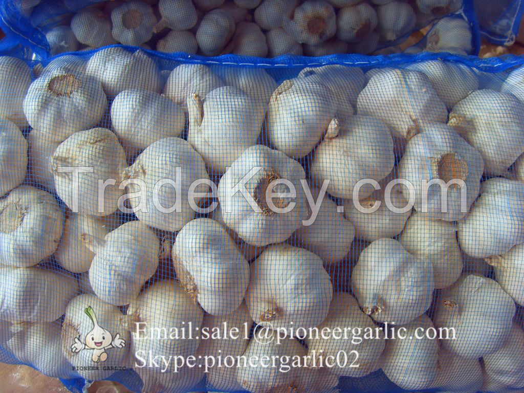 100% Nature Made 5.5cm Pure White Garlic Cultivated In Jinxiang Shandong China